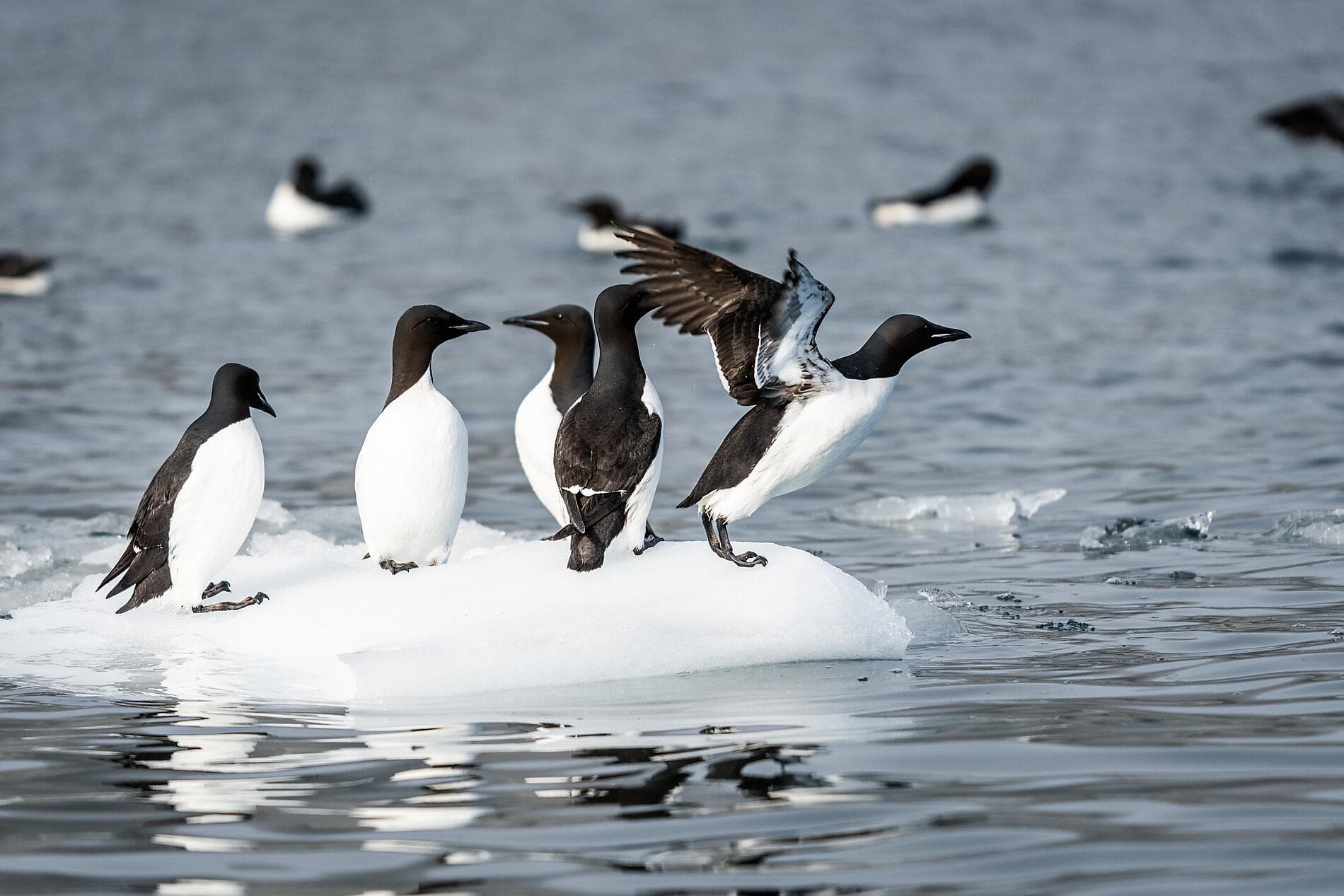In the ice of the Arctic, from Svalbard to Greenland ©StudioPONANT-Morgane Monnere