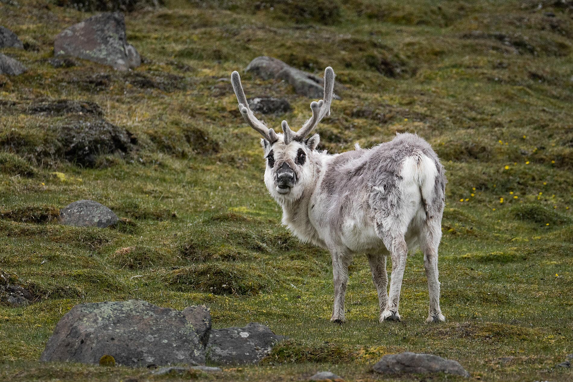 In the ice of the Arctic, from Svalbard to Greenland ©StudioPONANT-Morgane Monneret