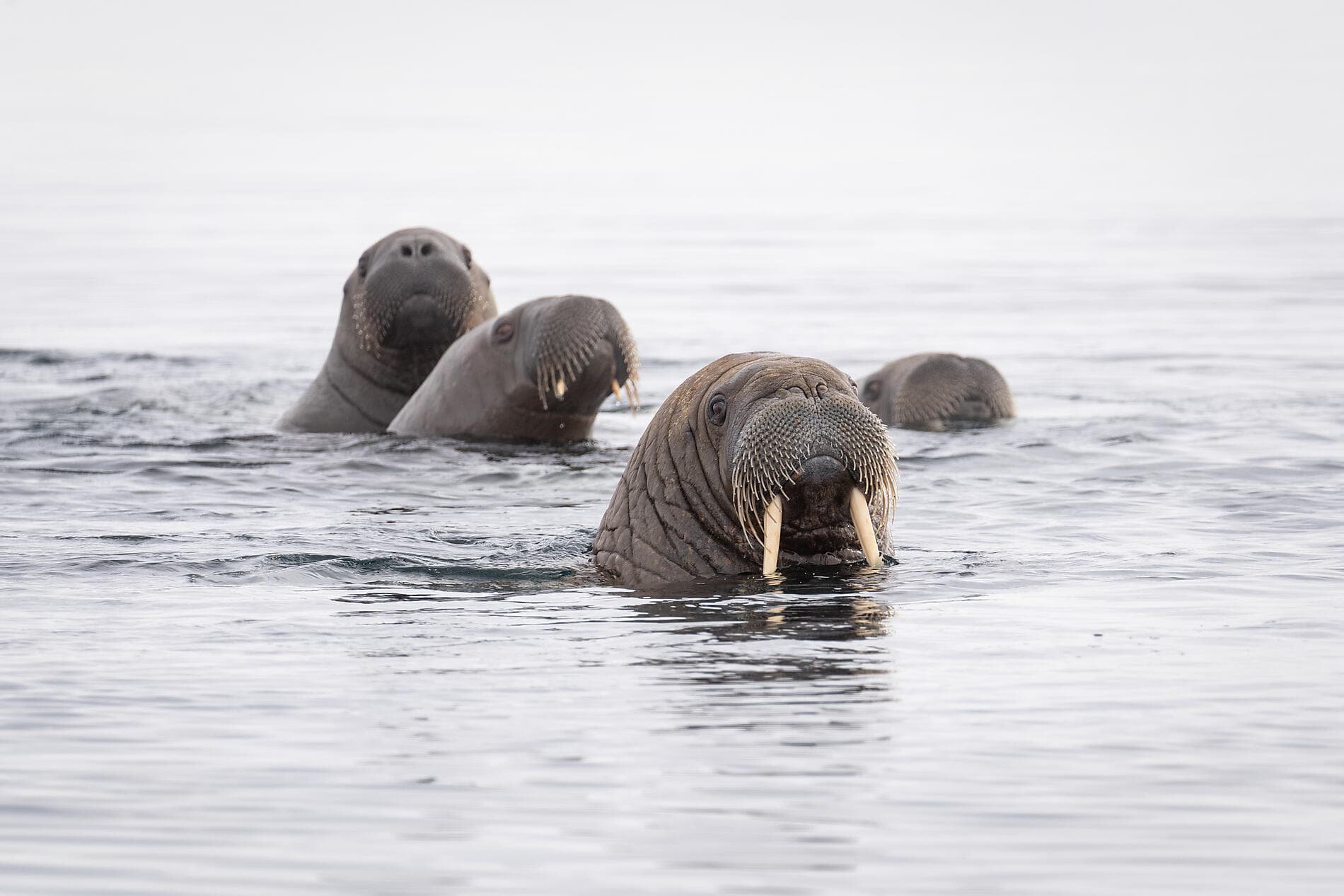 In the ice of the Arctic, from Svalbard to Greenland ©morgane_Monneret/StudioPONANT