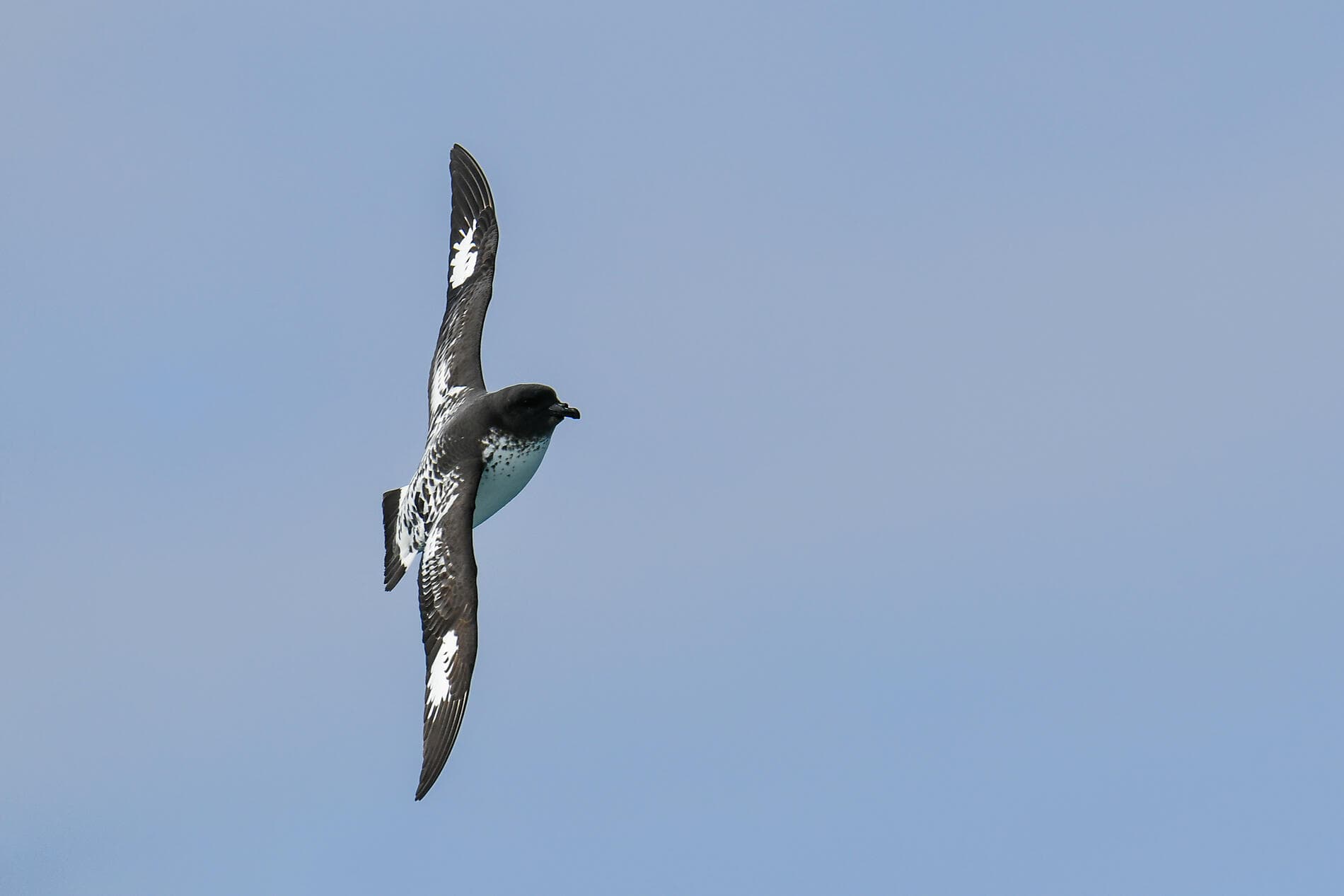 The Great Austral Loop