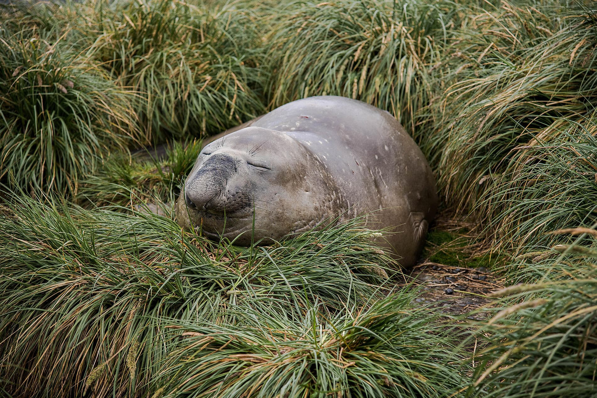The Great Austral Loop