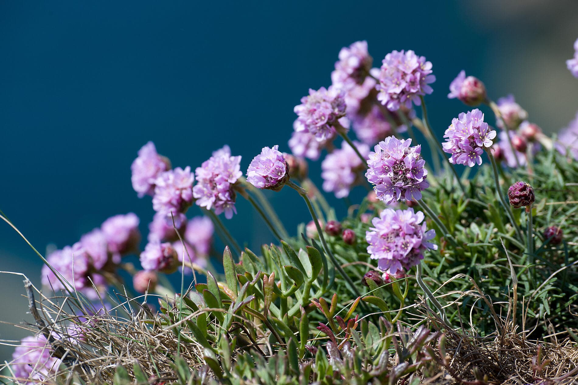 Around the Emerald Isle 