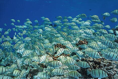 12 Jan 27 - Makatea, Tuamotu Islands