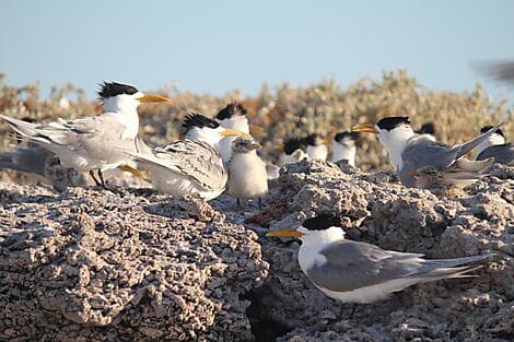 10 Aug 27 - Abrolhos Islands Marine Park
