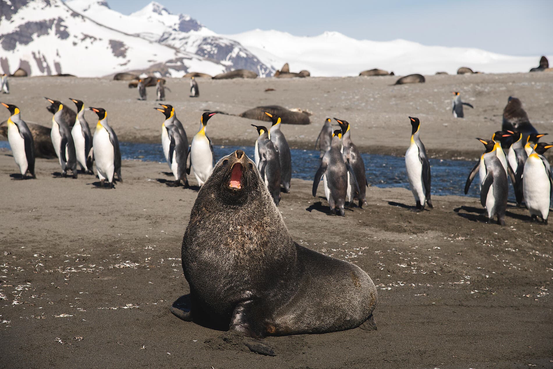 The Great Austral Loop