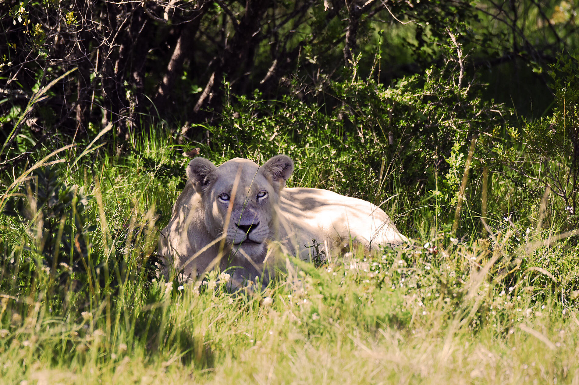 South Africa and Namibia by Sea: Around the Cape of Good Hope – with Smithsonian Journeys South Africa and Namibia by Sea: Around the Cape of Good Hope – with Smithsonian Journeys
